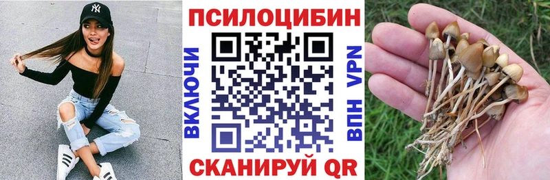 Галлюциногенные грибы Psilocybine cubensis  Купить закладки  Судогда 