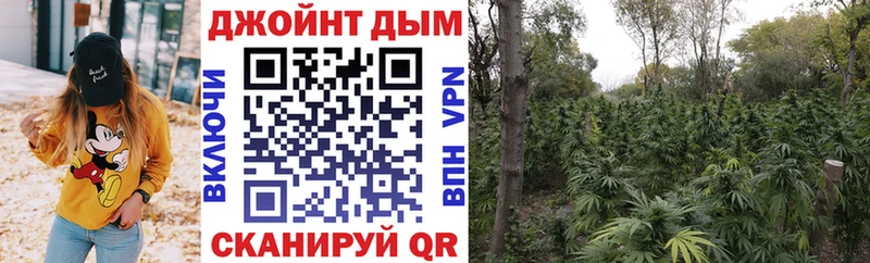 Купить где  Судогда  Конопля MAZAR 
